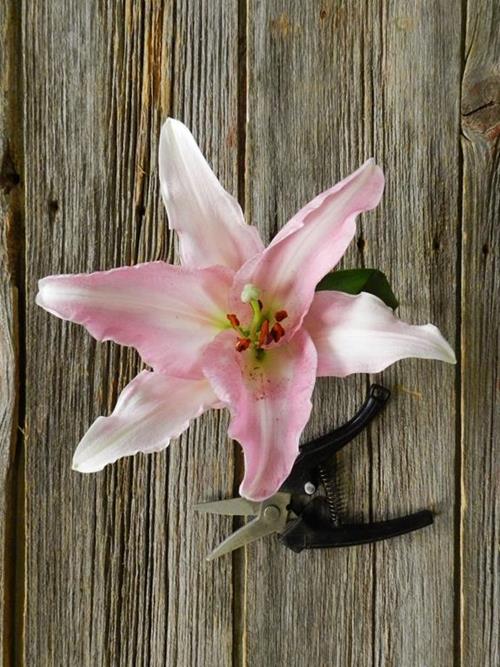 TABLE DANCE PINK OT HYBRID  ORIENTAL LILIES